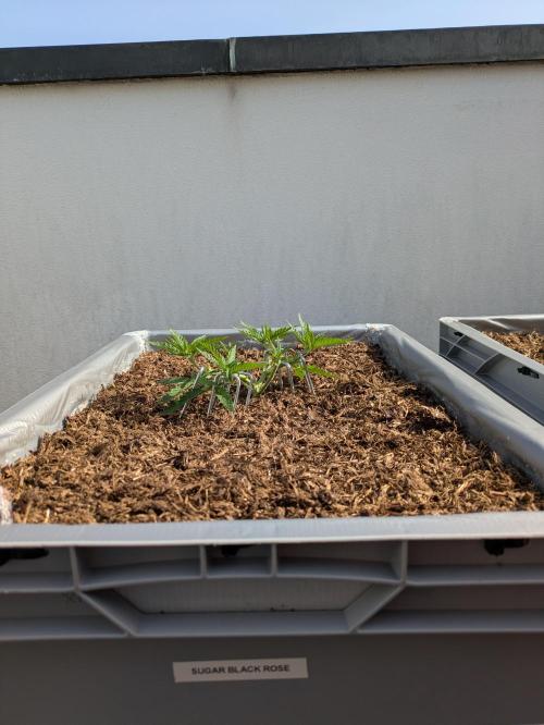 Roof terrace 2026. Week 5