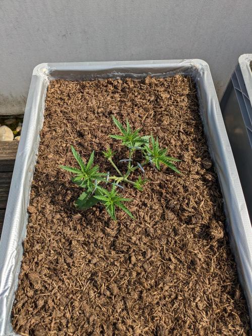 Roof terrace 2026. Week 5