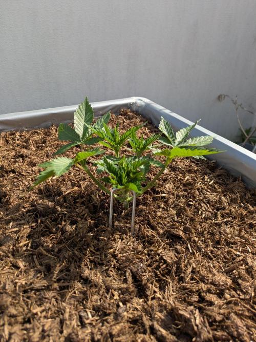 Roof terrace 2026. Week 5