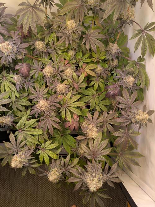 Indoor Photoperiod Run #6 (2025/2026). Week 16