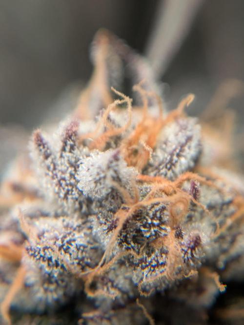Indoor Photoperiod Run #6 (2025/2026). Week 16 - Do-Si-Dos X Purple Punch 