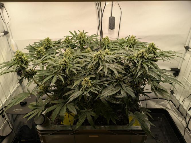 The Tropical Ice Cream One - F026. Week 12