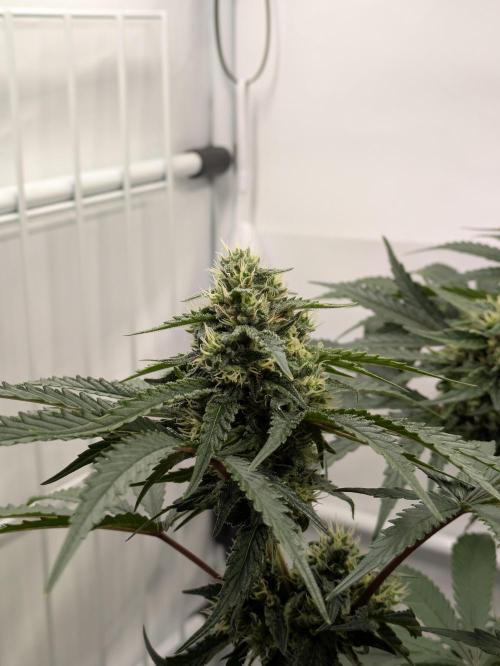 The Tropical Ice Cream One - F026. Week 12