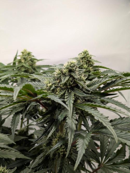 The Tropical Ice Cream One - F026. Week 12