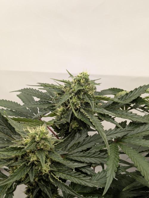 The Tropical Ice Cream One - F026. Week 12