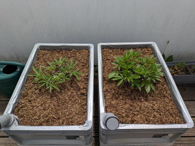 Roof terrace 2026. Week 6