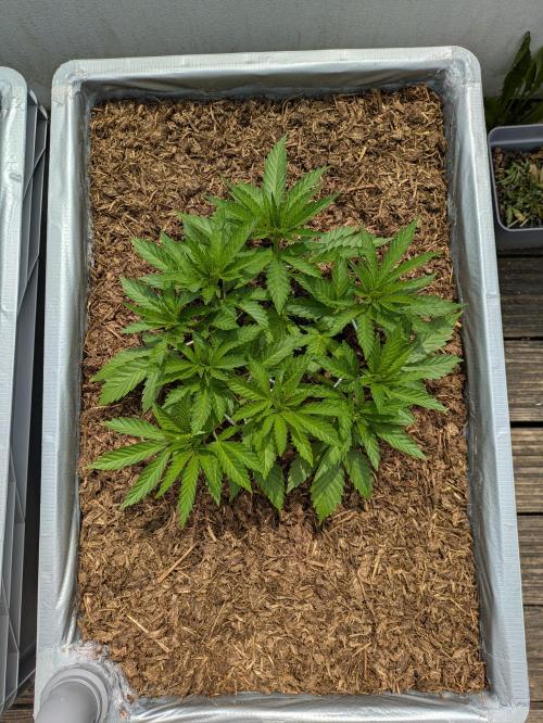 Roof terrace 2026. Week 6