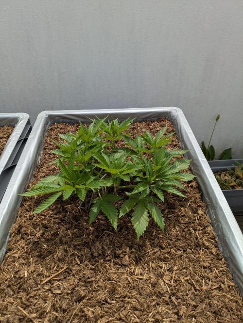 Roof terrace 2026. Week 6