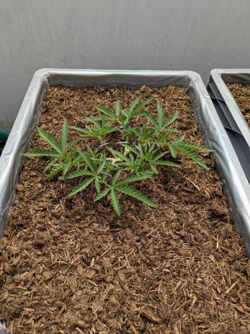 Roof terrace 2026. Week 6