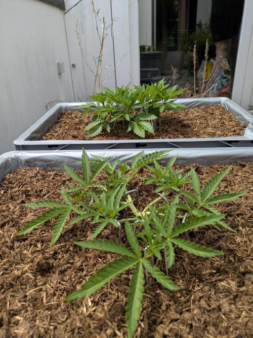 Roof terrace 2026. Week 6