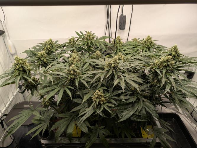 The Tropical Ice Cream One - F026. Week 13