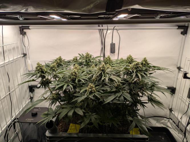 The Tropical Ice Cream One - F026. Week 13