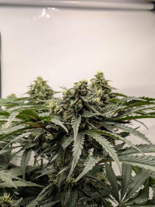 The Tropical Ice Cream One - F026. Week 13