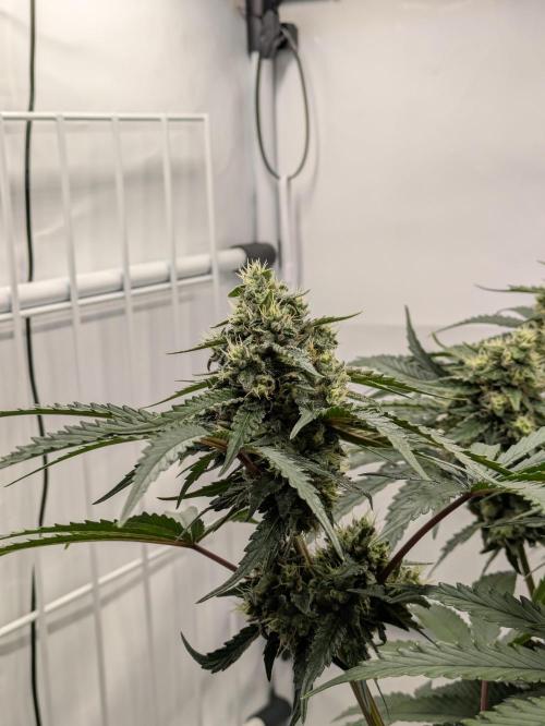 The Tropical Ice Cream One - F026. Week 13