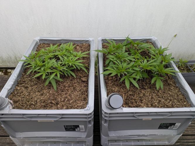 Roof terrace 2026. Week 7