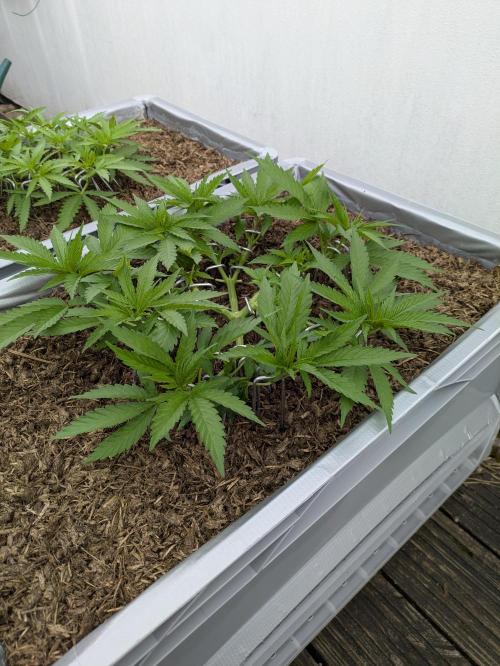 Roof terrace 2026. Week 7