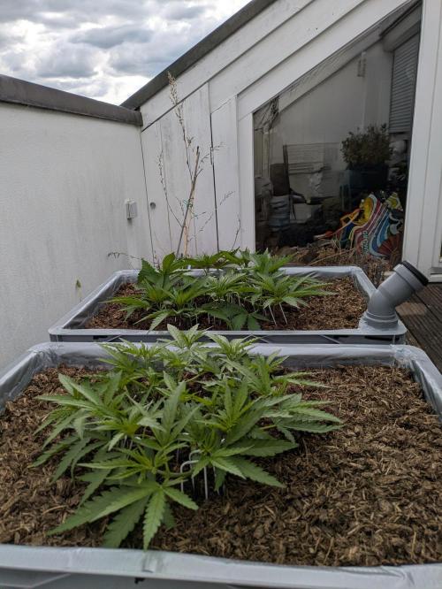 Roof terrace 2026. Week 7