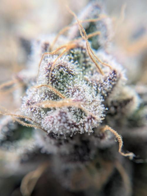 Indoor Photoperiod Run #6 (2025/2026). Week 17 - Radical Juice 