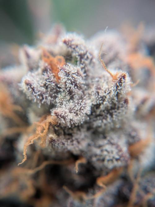 Indoor Photoperiod Run #6 (2025/2026). Week 17 - Do-Si-Dos X Purple Punch