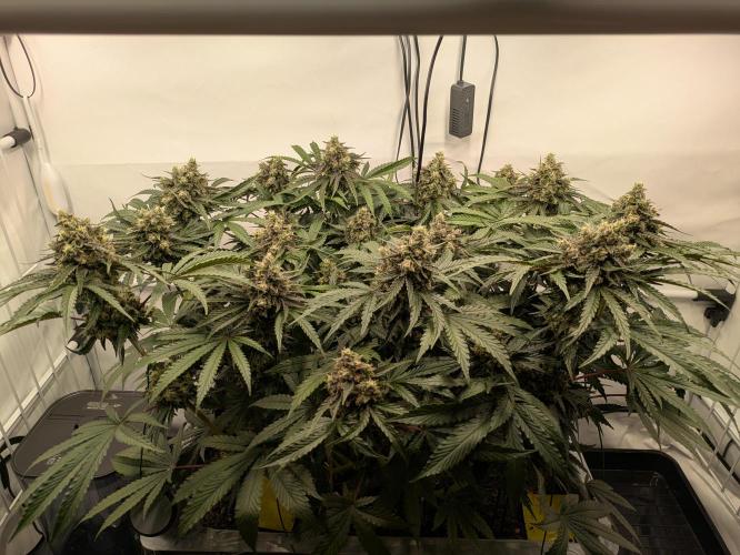 The Tropical Ice Cream One - F026. Week 14