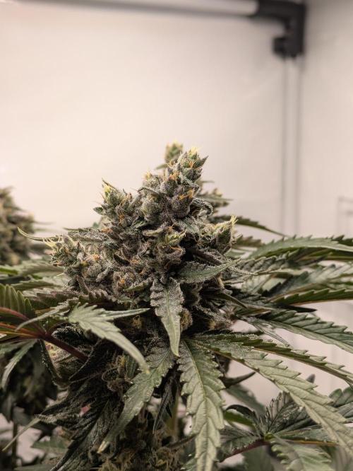 The Tropical Ice Cream One - F026. Week 14