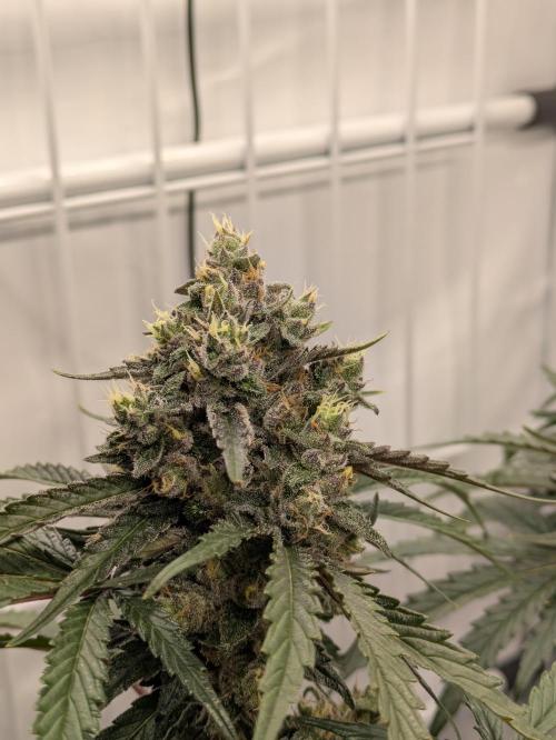 The Tropical Ice Cream One - F026. Week 14