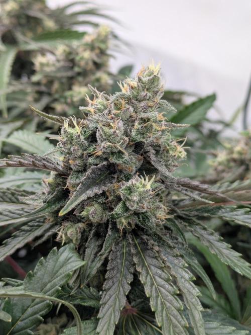 The Tropical Ice Cream One - F026. Week 14