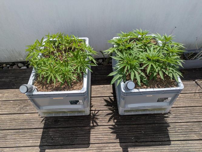Roof terrace 2026. Week 8