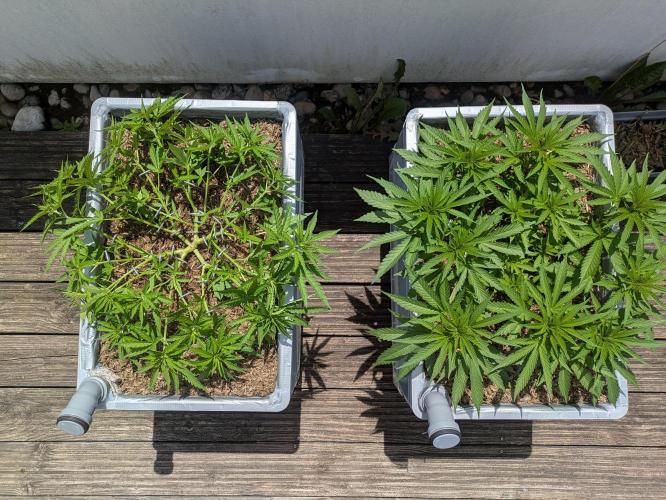 Roof terrace 2026. Week 8