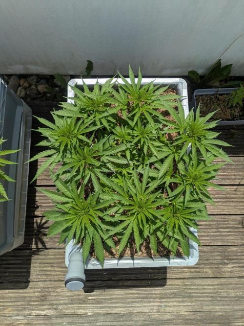 Roof terrace 2026. Week 8
