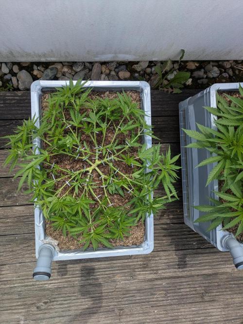 Roof terrace 2026. Week 8