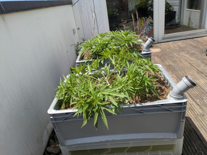 Roof terrace 2026. Week 8