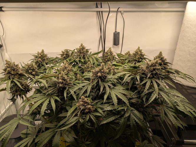 The Tropical Ice Cream One - F026. Week 15