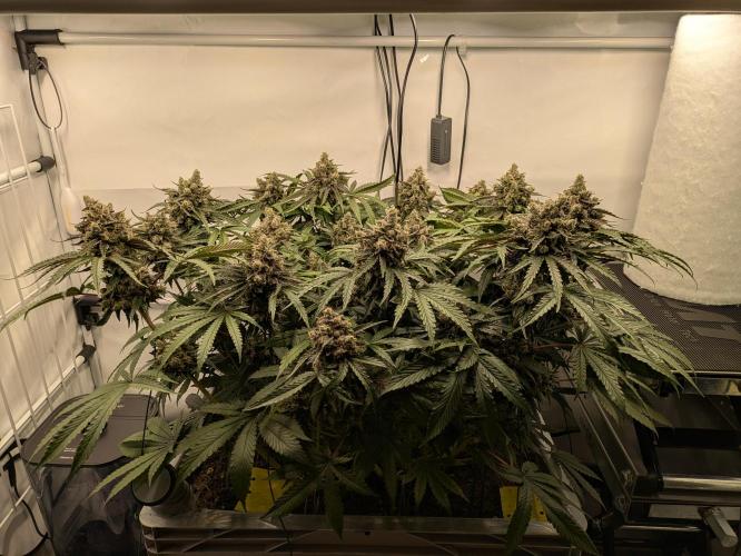 The Tropical Ice Cream One - F026. Week 15
