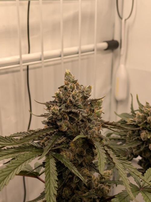 The Tropical Ice Cream One - F026. Week 15