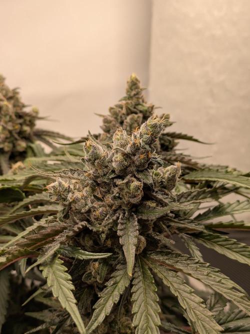 The Tropical Ice Cream One - F026. Week 15
