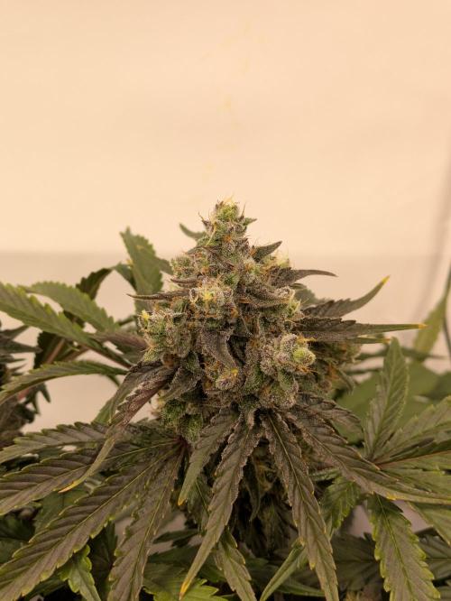 The Tropical Ice Cream One - F026. Week 15