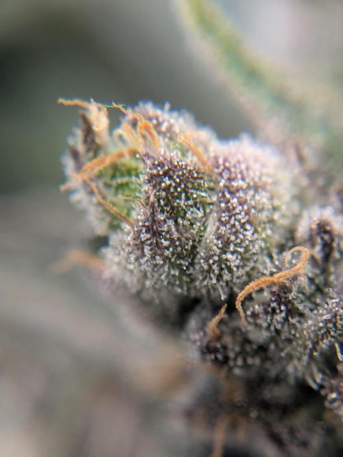 The Tropical Ice Cream One - F026. Week 15