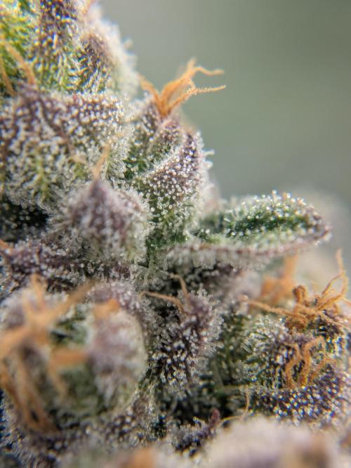 The Tropical Ice Cream One - F026. Week 15