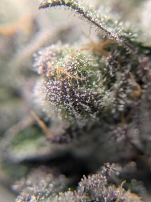 The Tropical Ice Cream One - F026. Week 15
