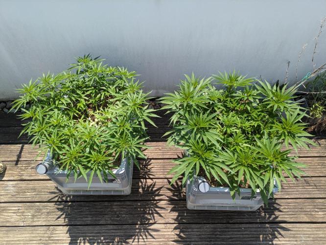 Roof terrace 2026. Week 9