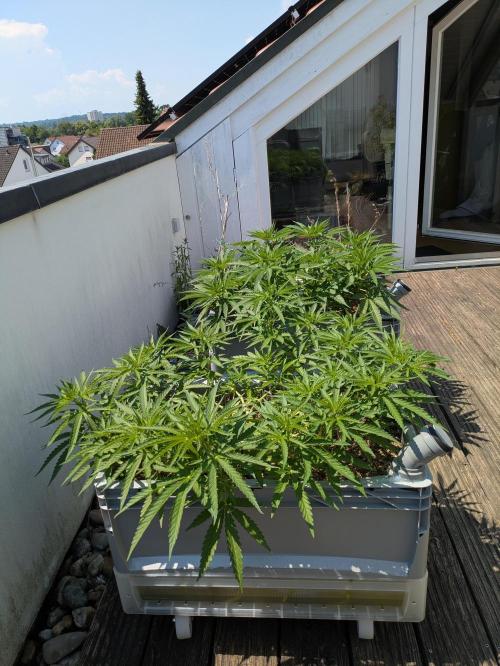 Roof terrace 2026. Week 9