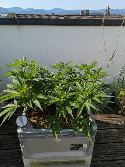 Roof terrace 2026. Week 9