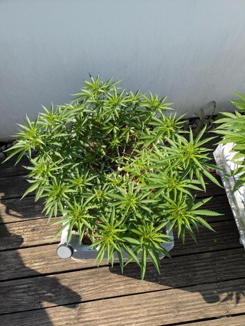 Roof terrace 2026. Week 9