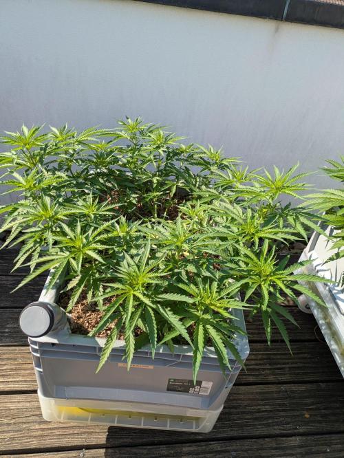 Roof terrace 2026. Week 9