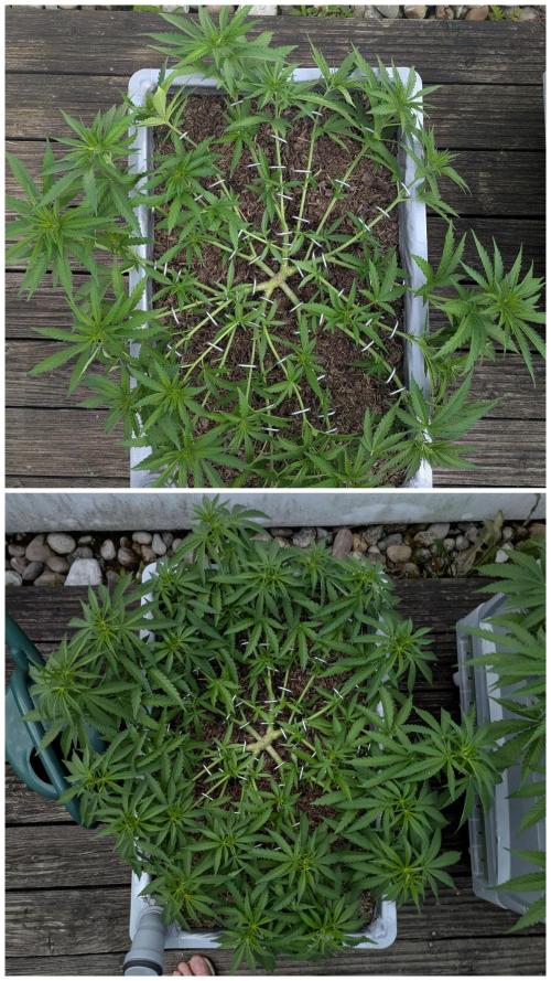 Roof terrace 2026. Week 9 - 2 days difference 