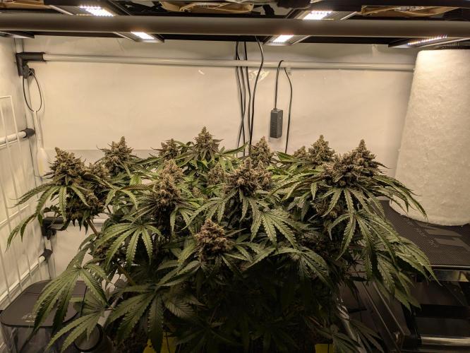 The Tropical Ice Cream One - F026. Week 16