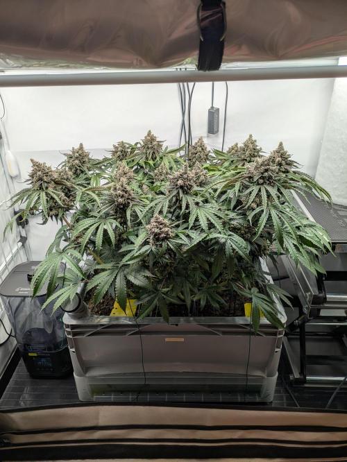 The Tropical Ice Cream One - F026. Week 16