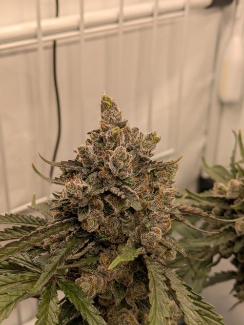 The Tropical Ice Cream One - F026. Week 16