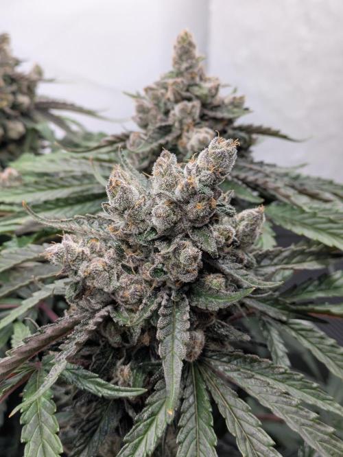 The Tropical Ice Cream One - F026. Week 16